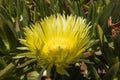 Yellow Hottentot fig flowers growing over the Atlantic Ocean in the westernmost part of Europe