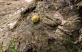 Yellow house snail Cepaea nemoralis on big old walnut tree trunk