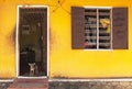 Yellow house and watchdog Royalty Free Stock Photo