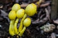 Yellow Houseplant Mushrooms, Leucocoprinus birnbaumii.