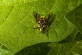 Yellow hover fly mimics wasp on green leafs foliage. Mimicry in nature for self protection from predators.