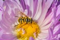 Yellow hoverfly eats nectar in pink aster flower