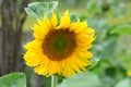 Yellow huge sunflower