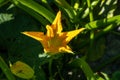 Yellow huge zuccini flower between green leaves.