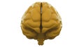 Yellow Human brain on white background. Anatomical Model, 3d illustration