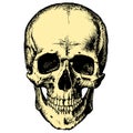 Yellow Human Skull