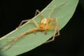Yellow Huntsman spider, Opisthosoma species, Satara, Maharashtra