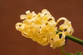 Yellow Hyacinth (Hyacinthus orientalis) blooms in the garden, traditional easter flower, easter spring Royalty Free Stock Photo