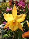 Yellow hybrid laelia orchid blossom