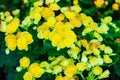 Yellow hybrid Rieger begonias (Begonia x hiemalis) are called wi