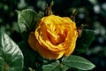 Yellow hybrid tea rose against the background of green leaves in the sun Royalty Free Stock Photo