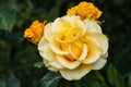 Yellow hybrid tea rose close up Royalty Free Stock Photo