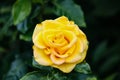 Yellow hybrid tea rose close up Royalty Free Stock Photo