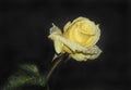 Yellow Hybrid Tea Rose after a Rainstorm Royalty Free Stock Photo