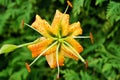 Yellow tiger lily on the background of the garden closeup. Royalty Free Stock Photo