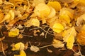 Yellow Hydrangea leaves