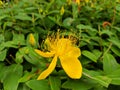 A yellow Hypericum androsaemum blossoms Royalty Free Stock Photo