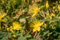 Yellow Hypericum flower, also known as tutsan or St Johns Wort Royalty Free Stock Photo