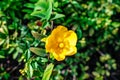 Yellow Hypericum `Hidcote` St. John`s wort `Hidcote` flower, close-up. Vibrant floral texture. Flowering bush of Hypericum Royalty Free Stock Photo