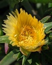 yellow ice plant flower Royalty Free Stock Photo