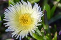 Yellow ice plant flower (lat. carpobrotus edulis), Corsica Royalty Free Stock Photo