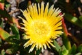 Yellow Iceplant flower Carpobrotus edulis, California