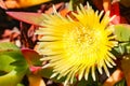 Yellow Iceplant flower Carpobrotus edulis, California