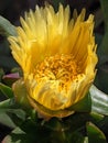 yellow iceplant flower