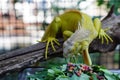 yellow iguana eatting food on the branch