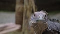 Yellow iguana on tree in rainforest, Rio Tempisque Guanacaste, Costa Rica wildlife Royalty Free Stock Photo