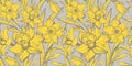 Yellow Illuminating Narcissus Hand Drawn Closeup on Ultimate Grey Background.