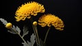 yellow immortelle flower