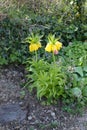 Yellow imperial crown - Fritillaria imperialis