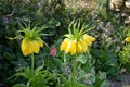 Yellow imperial crown - Fritillaria imperialis