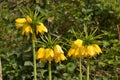 Yellow Imperial Crown - Fritillaria imperialis