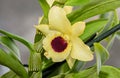 Yellow imperial orchid branch flower, Dendrobium Frieda Bratanata