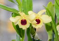 Yellow imperial orchid branch flower, Dendrobium Frieda Bratanata