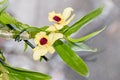 Yellow imperial orchid branch flower, Dendrobium Frieda Bratanata