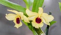 Yellow imperial orchid branch flower, Dendrobium Frieda Bratanata