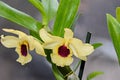 Yellow imperial orchid branch flower, Dendrobium Frieda Bratanata