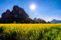 Yellow Indian Hemp Field