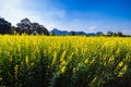 Yellow Indian Hemp Field Royalty Free Stock Photo