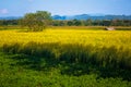 Yellow Indian Hemp Field Royalty Free Stock Photo