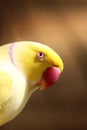 Yellow Indian Ringneck Parrot