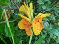 Yellow Indica Canna flower spotted in a Chilean garden Royalty Free Stock Photo