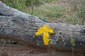 YELLOW INDICATOR ARROW PAINTED ON A TREE STUMP