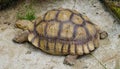 Yellow Indochinese box turtle