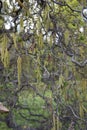 Corylus avellana contorta in bloom