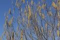 Corylus avellana winter blooming Royalty Free Stock Photo