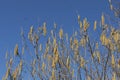 Corylus avellana winter blooming Royalty Free Stock Photo